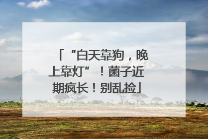 “白天靠狗，晚上靠灯”！菌子近期疯长！别乱捡