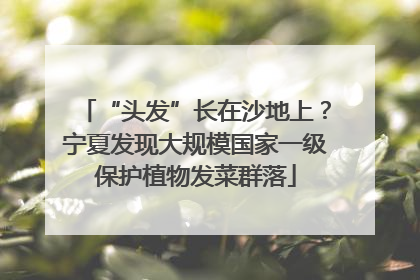 “头发”长在沙地上？宁夏发现大规模国家一级保护植物发菜群落