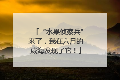 “水果侦察兵”来了，我在六月的威海发现了它！