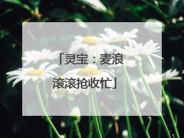 灵宝：麦浪滚滚抢收忙