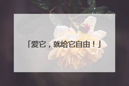 爱它，就给它自由！