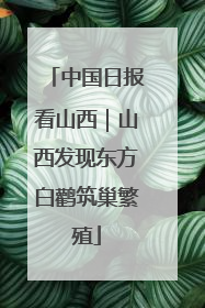 中国日报看山西｜山西发现东方白鹳筑巢繁殖