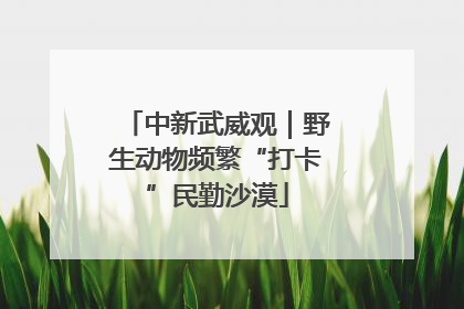 中新武威观｜野生动物频繁“打卡”民勤沙漠