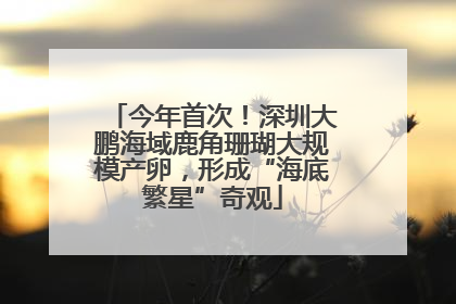 今年首次！深圳大鹏海域鹿角珊瑚大规模产卵，形成“海底繁星”奇观