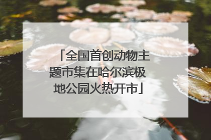全国首创动物主题市集在哈尔滨极地公园火热开市
