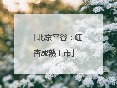 北京平谷：红杏成熟上市