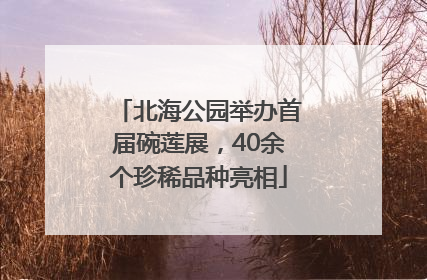 北海公园举办首届碗莲展，40余个珍稀品种亮相