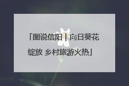 图说信阳｜向日葵花绽放 乡村旅游火热