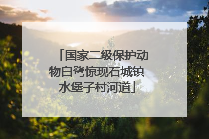 国家二级保护动物白鹭惊现石城镇水堡子村河道