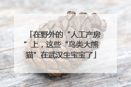 在野外的“人工产房”上，这些“鸟类大熊猫”在武汉生宝宝了