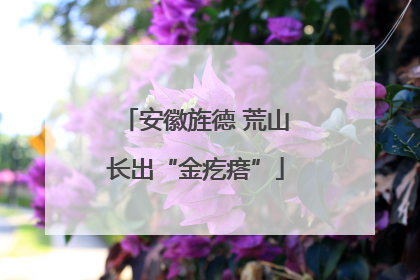 安徽旌德 荒山长出“金疙瘩”
