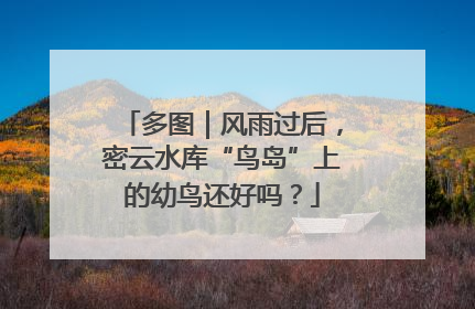 多图｜风雨过后，密云水库“鸟岛”上的幼鸟还好吗？