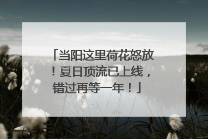 当阳这里荷花怒放！夏日顶流已上线，错过再等一年！