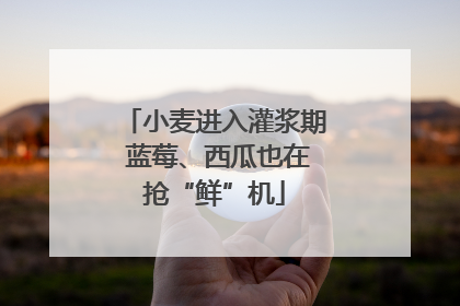 小麦进入灌浆期 蓝莓、西瓜也在抢“鲜”机