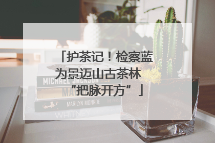 护茶记！检察蓝为景迈山古茶林 “把脉开方”