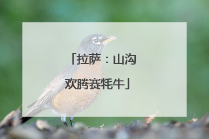 拉萨：山沟欢腾赛牦牛