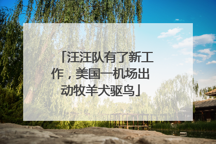 汪汪队有了新工作，美国一机场出动牧羊犬驱鸟