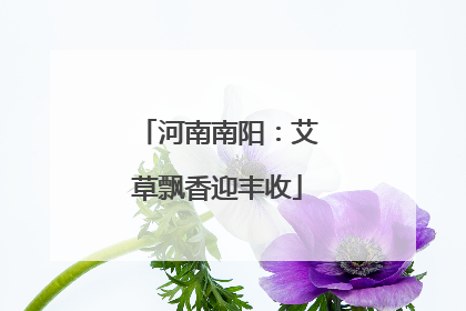 河南南阳：艾草飘香迎丰收