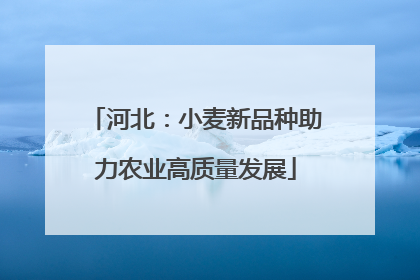 河北：小麦新品种助力农业高质量发展