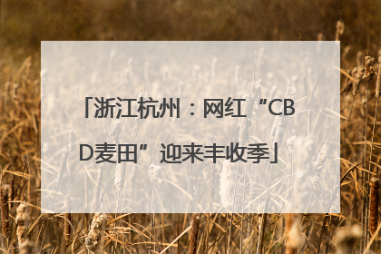浙江杭州：网红“CBD麦田”迎来丰收季