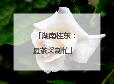 湖南桂东：夏茶采制忙