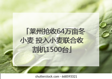 莱州抢收64万亩冬小麦 投入小麦联合收割机1500台