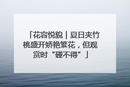 花容悦貌｜夏日夹竹桃盛开娇艳繁花，但观赏时“碰不得”