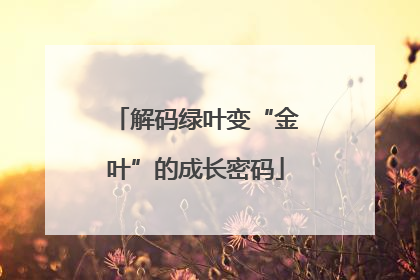 解码绿叶变“金叶”的成长密码