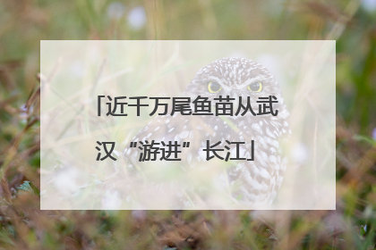 近千万尾鱼苗从武汉“游进”长江