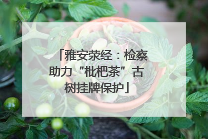 雅安荥经：检察助力“枇杷茶”古树挂牌保护