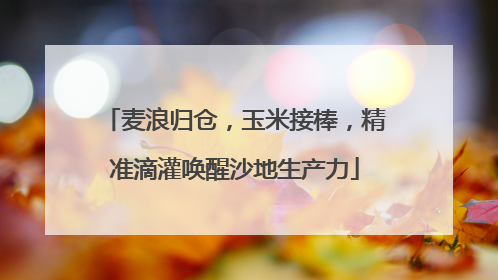 麦浪归仓，玉米接棒，精准滴灌唤醒沙地生产力