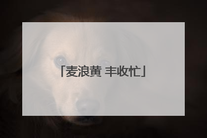 麦浪黄 丰收忙
