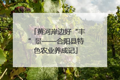 黄河岸边好“丰”景——合阳县特色农业养成记