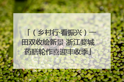 （乡村行·看振兴）一田双收绘新景 浙江婺城药膳轮作喜迎丰收季