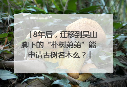 8年后，迁移到吴山脚下的“朴树弟弟”能申请古树名木么？